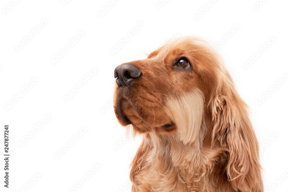 A golden ginger Cocker Spaniel dog isolated on white background A golden ginger Cocker Spaniel dog isolated on white background