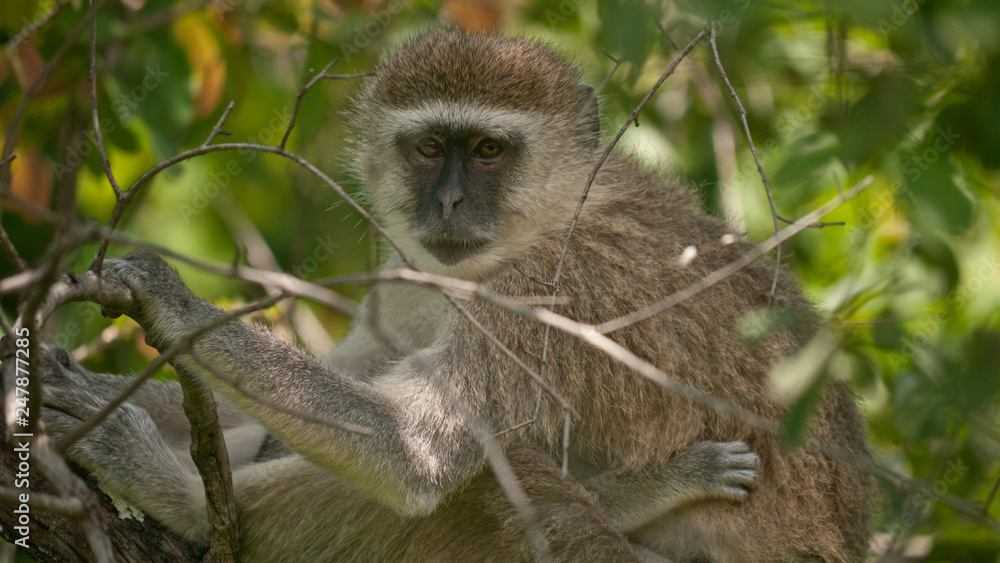 vervet monkey resting, close up