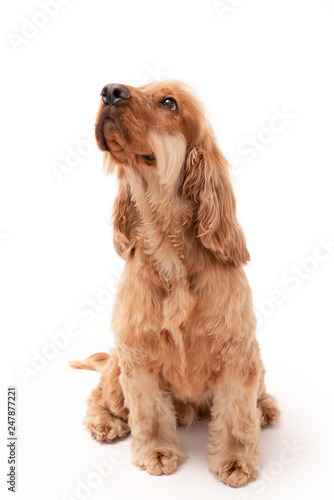 A golden ginger Cocker Spaniel dog isolated on white background