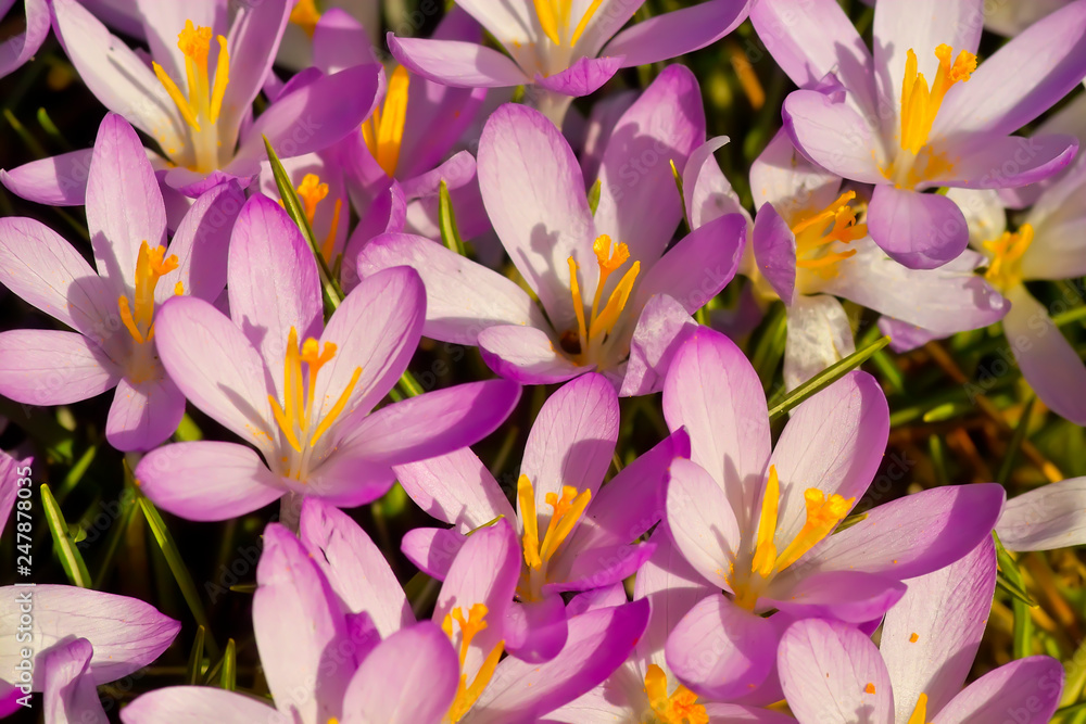Fototapeta premium Spring awakening, flowers of crocuses on meadow in spring