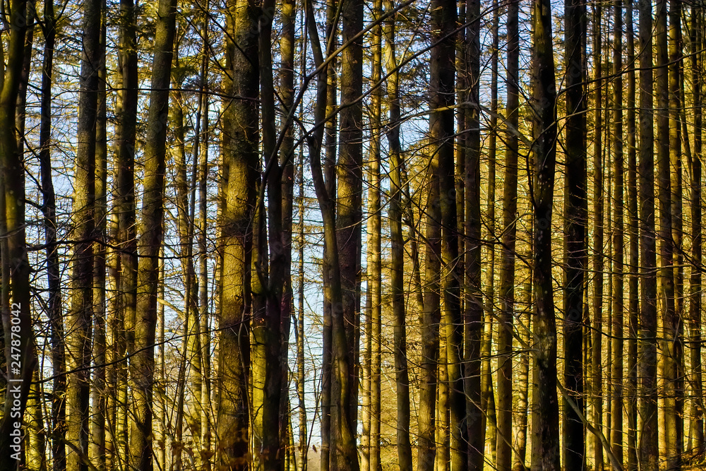 Spring awakening, trunks in a coniferous forest after winter, spruces, firs