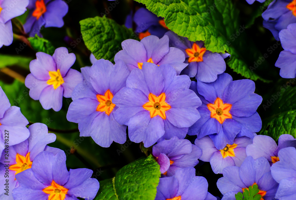 Spring awakening, blue flowers of the primula in spring