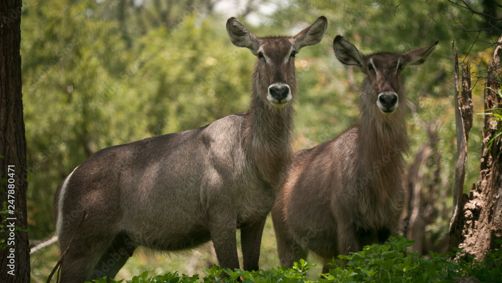 two waterbucks looking attentively, close two waterbucks looking attentively, close