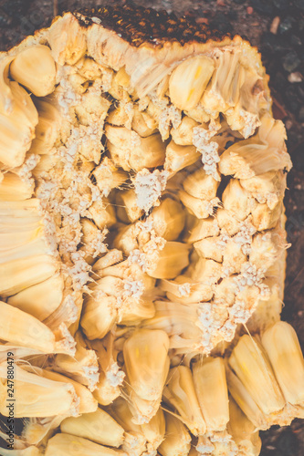 Jackfruit Flesh (Artocarpus heterophyllus )Texture with the sitcky latex. Brazil photo