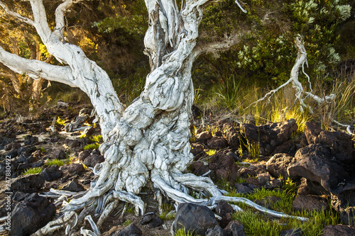 australian white ghost tree