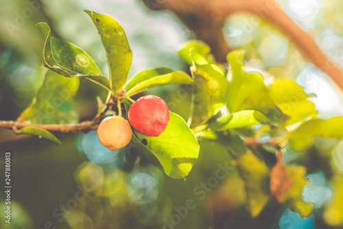 Fresh Acerola cherry on the tree (Malpighia emarginata) - azerola raw photo