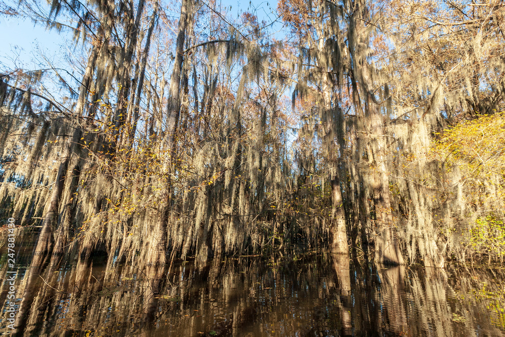 Caddo Lake State Park Caddo Lake State Park