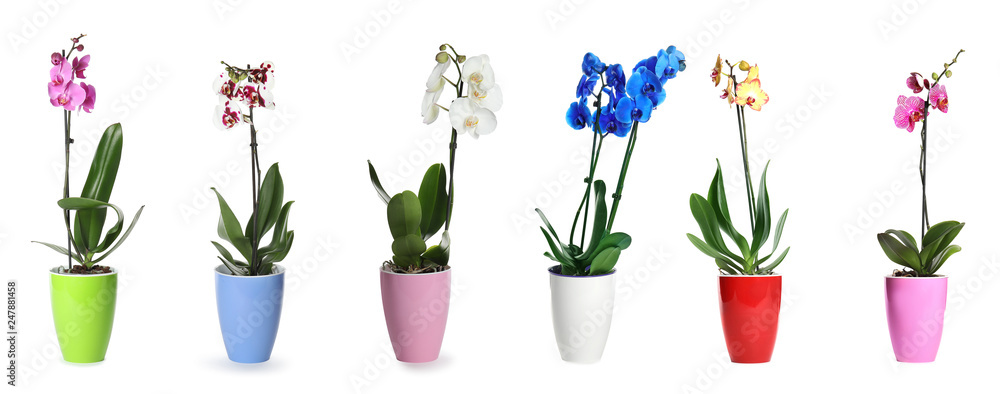 Set of beautiful orchid phalaenopsis flowers in pots on white background Set of beautiful orchid phalaenopsis flowers in pots on white background