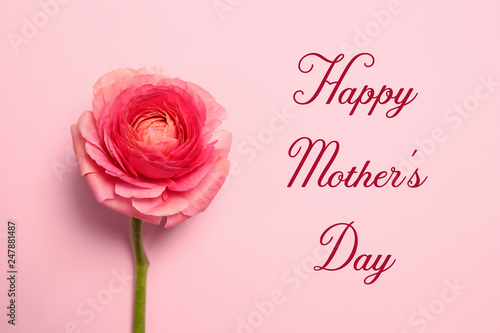 Beautiful ranunculus flower and text Happy Mother's Day on pink background, top view