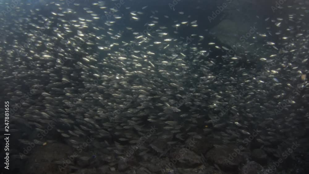 School of flatiron herring, islands of the Sea of Cortez, Mexico. School of flatiron herring, islands of the Sea of Cortez, Mexico.