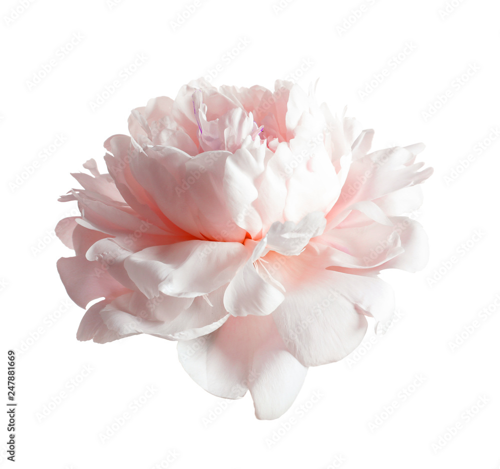 Beautiful blooming peony flower on white background - obrazy, fototapety, plakaty 