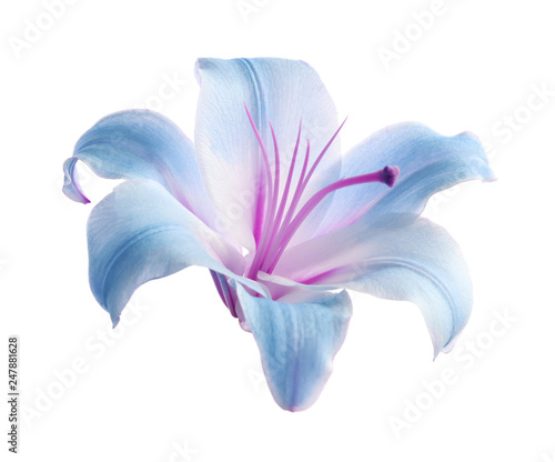 Fototapeta Naklejka Na Ścianę i Meble -  Beautiful blooming lily flower on white background
