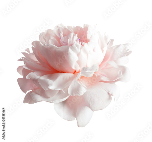 Fototapeta Naklejka Na Ścianę i Meble -  Beautiful blooming peony flower on white background