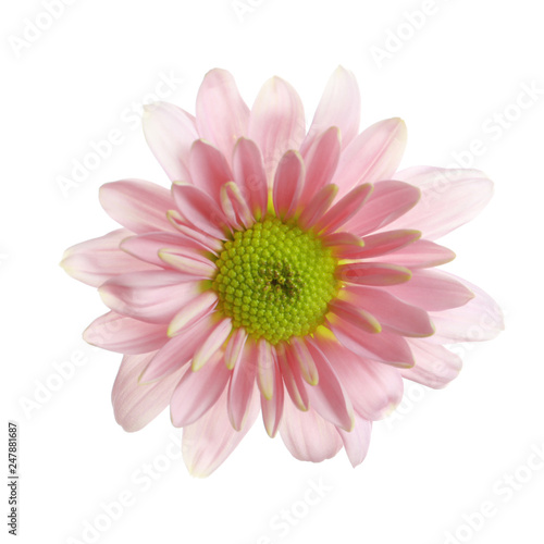 Beautiful and delicate chamomile flower on white background © New Africa