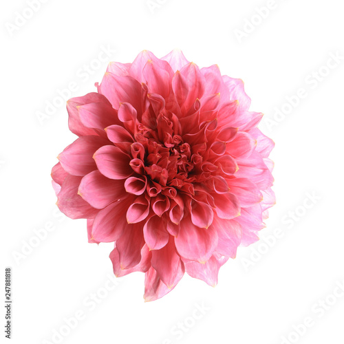 Fototapeta Naklejka Na Ścianę i Meble -  Beautiful pink dahlia flower on white background