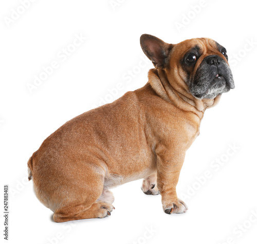 Cute French bulldog on white background. Funny pet © New Africa