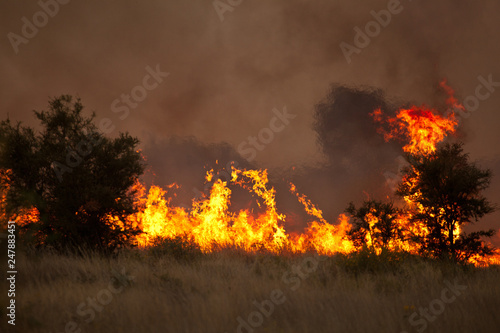 bushfire in grassland with trees © dblumenberg