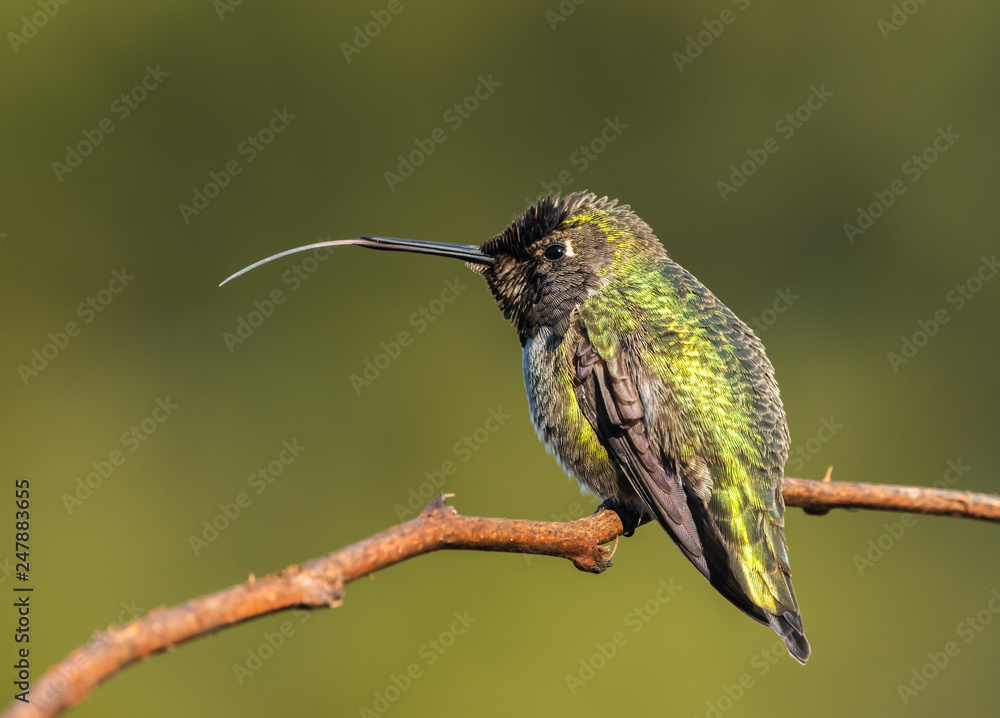 Fototapeta premium Male Annas Hummingbird (Calypte anna) sticking out its tongue