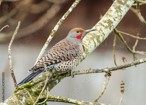 Northern Flicker, red-shafted, woodpecker (Colaptes auratus) perched in a tree