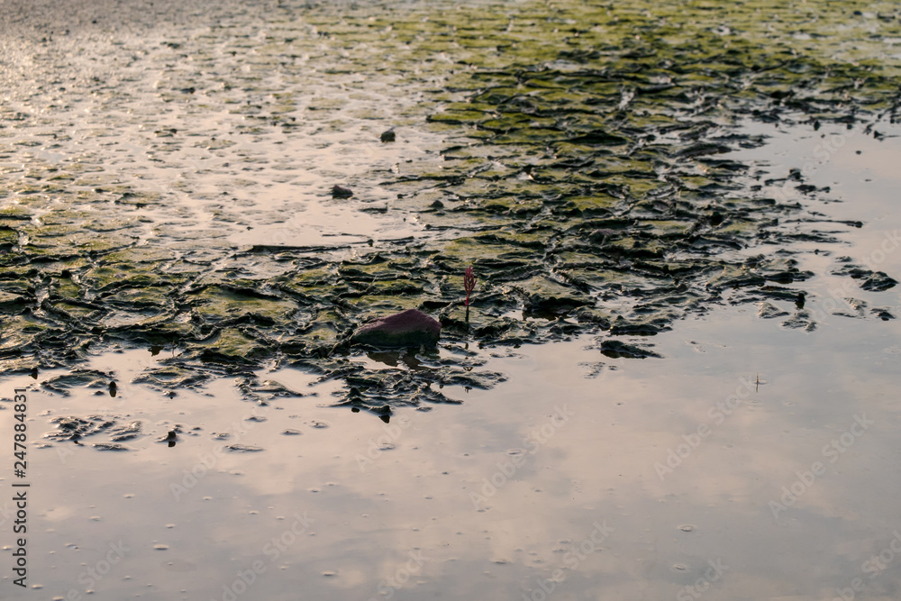 Fototapeta premium Drought land so long waterless. Ground begins to crack after no water in the summer.