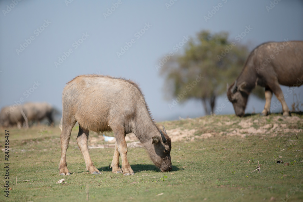 Fototapeta premium water buffalo in the field