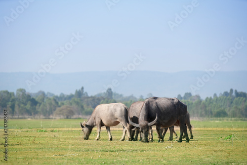 Water buffalo in the field