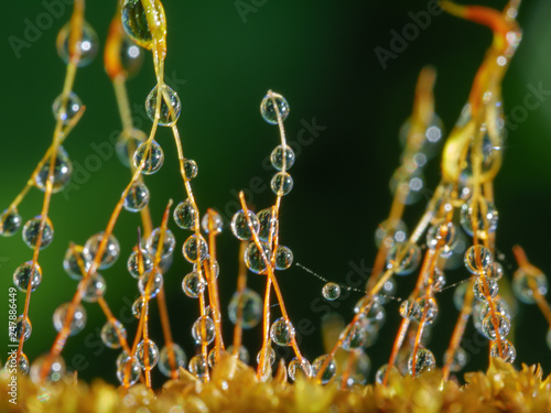 Water drops on stems of Moss in forest after rain. Close up of moss in nature with water droplet after rain.