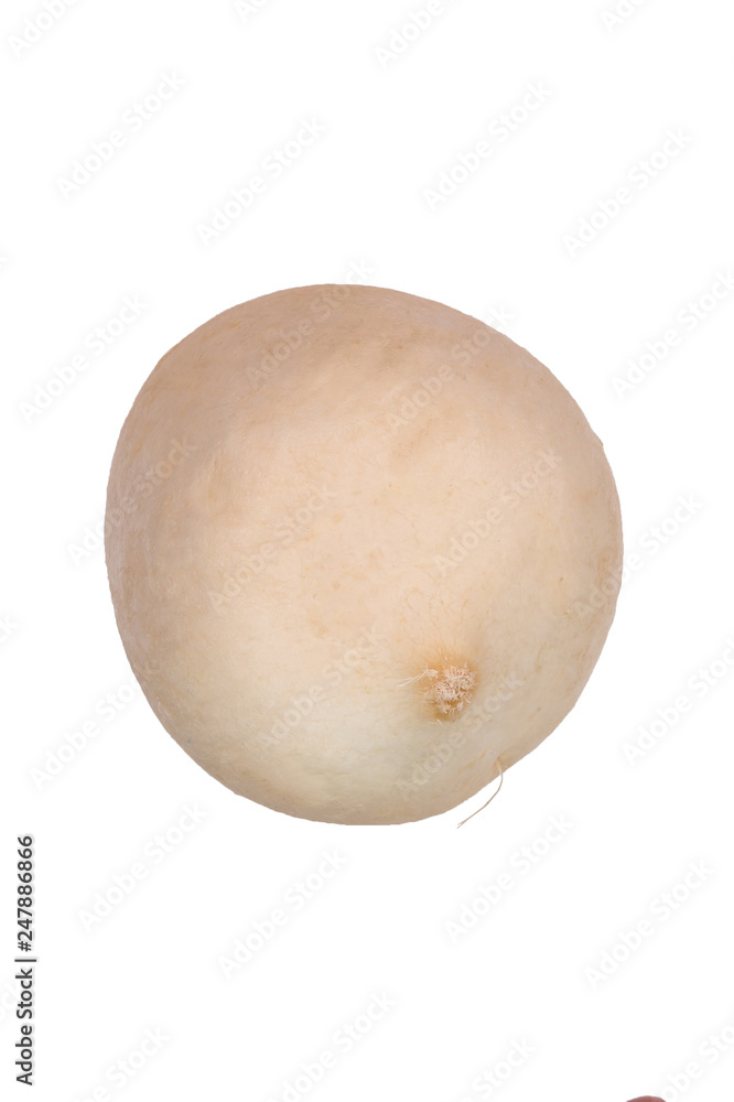 White radish on white isolated background White radish on white isolated background