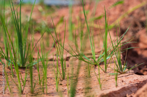 Small green grass trees are moisturized on the arid soil.