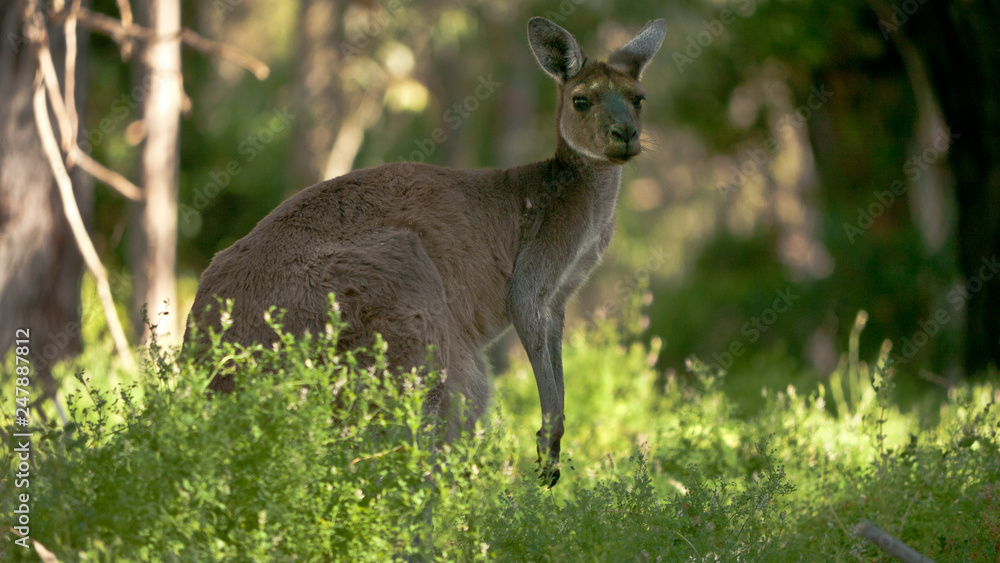 kangaroo looking around kangaroo looking around