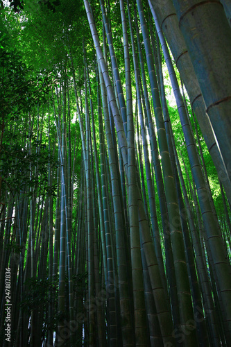 Landscape of Japanese bamboo grove garden