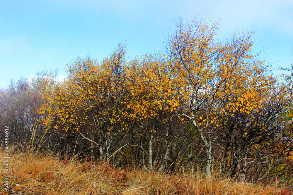 mountain natural scenery