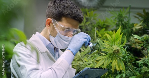 Portrait of scientist with mask, glasses and gloves checking hemp plants in a greenhouse. Concept of herbal alternative medicine, cbd oil, pharmaceptical industry