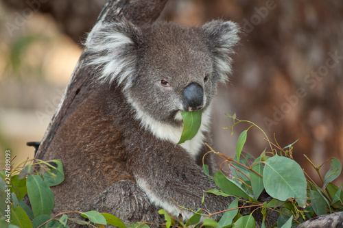 Photography Koala bear in eucalyptus tree eating leaves