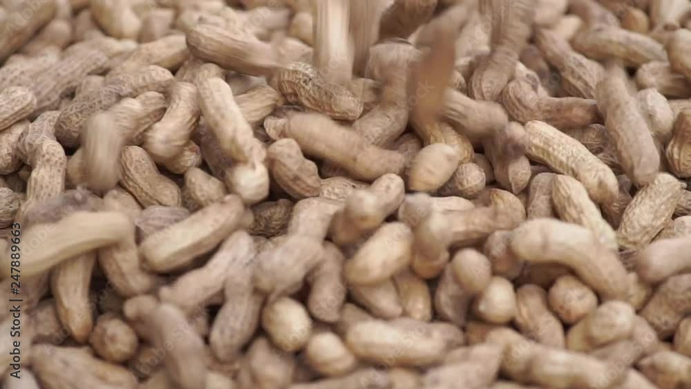 Closeup dolly slow motion sprinkle peanut on the bamboo basket for dried in the sun. Seed selection for planting. Closeup dolly slow motion sprinkle peanut on the bamboo basket for dried in the sun. Seed selection for planting.