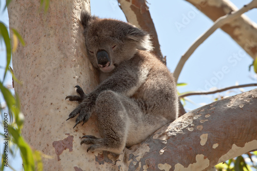 Fototapeta Naklejka Na Ścianę i Meble -  Koala bear resting in eucalyptus tree