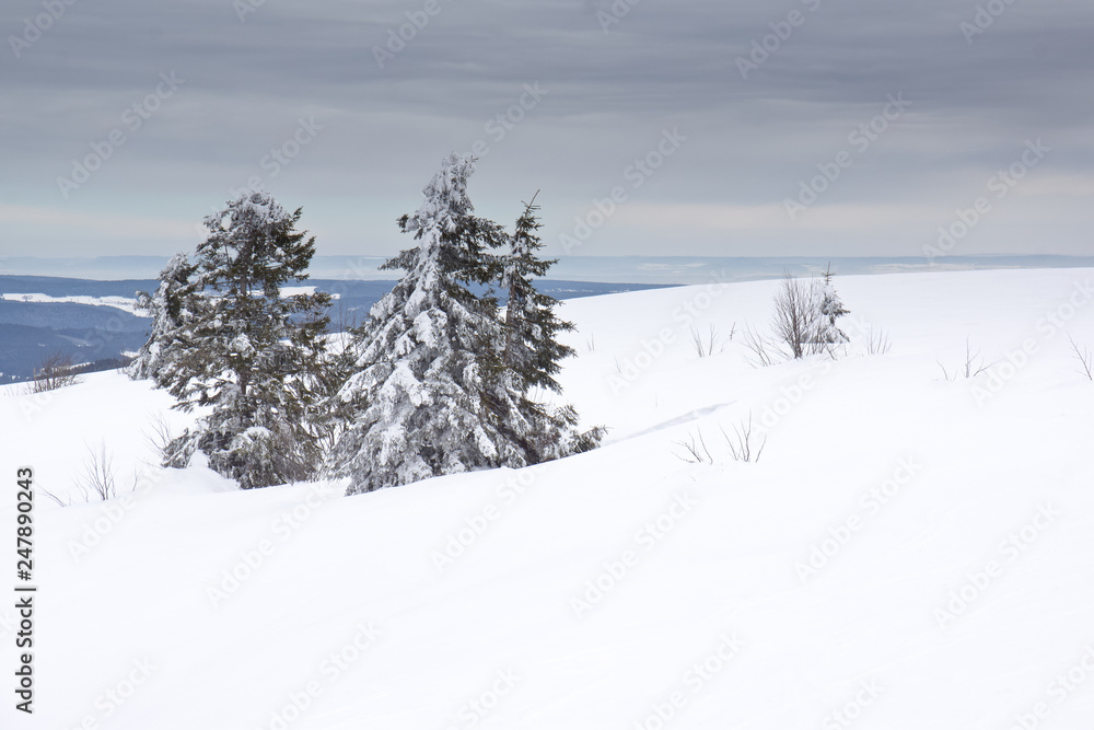 trees in snow germany