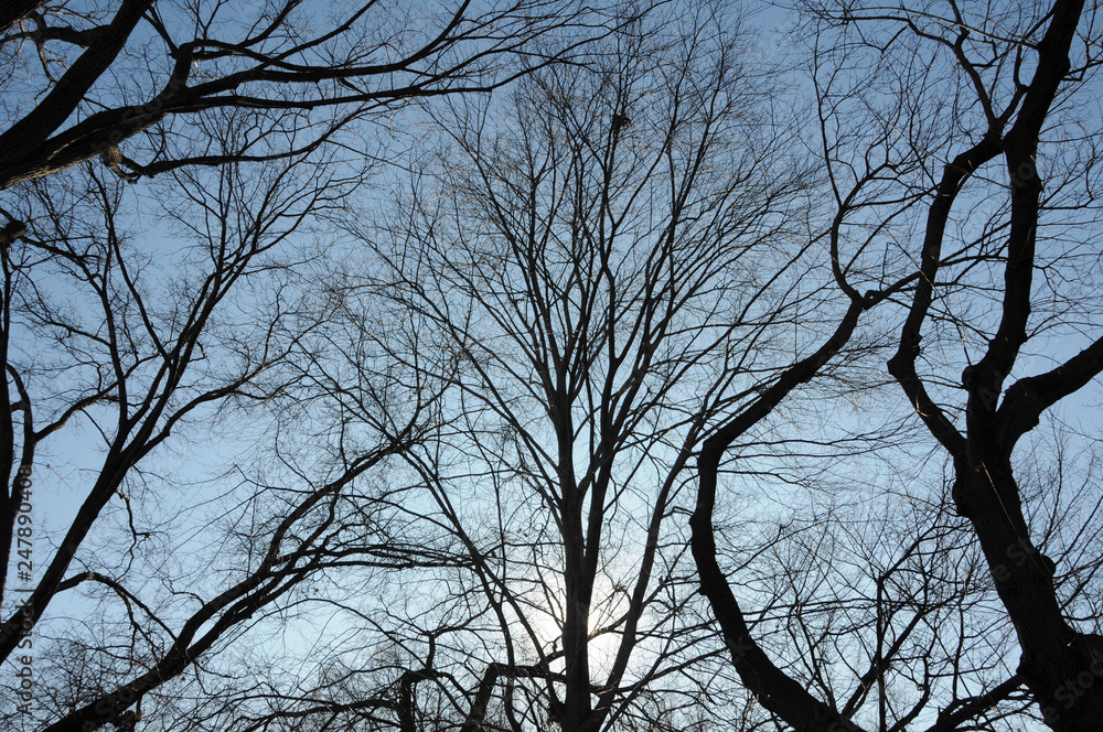 A tangle of bare, leafless branches from trees hibernating in winter set against the blue sky. A tangle of bare, leafless branches from trees hibernating in winter set against the blue sky.