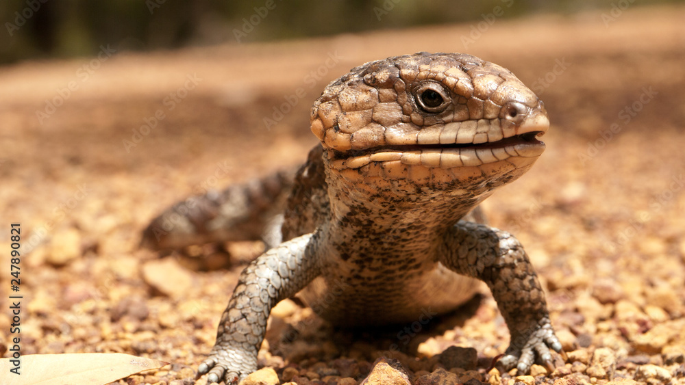 portrait of blue-tongued skink portrait of blue-tongued skink