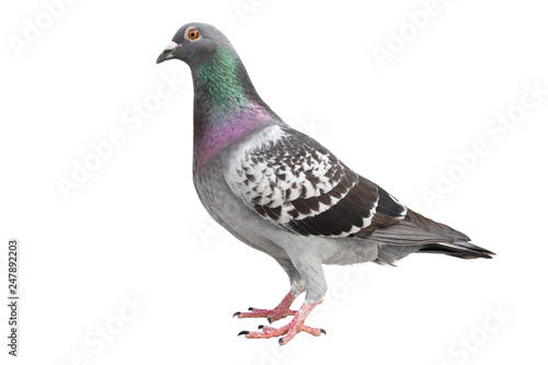 check pattern feather of speed racing pigeon isolated white background photo