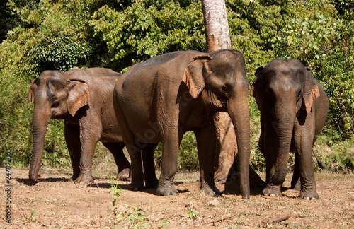 Photography Three Asian elephants standing in the jungle in an elephant sanctuary in Cambodi