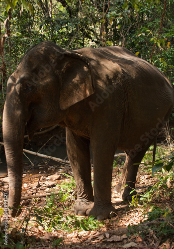 A close up of an Asian elephant in the jungle in Cambodia