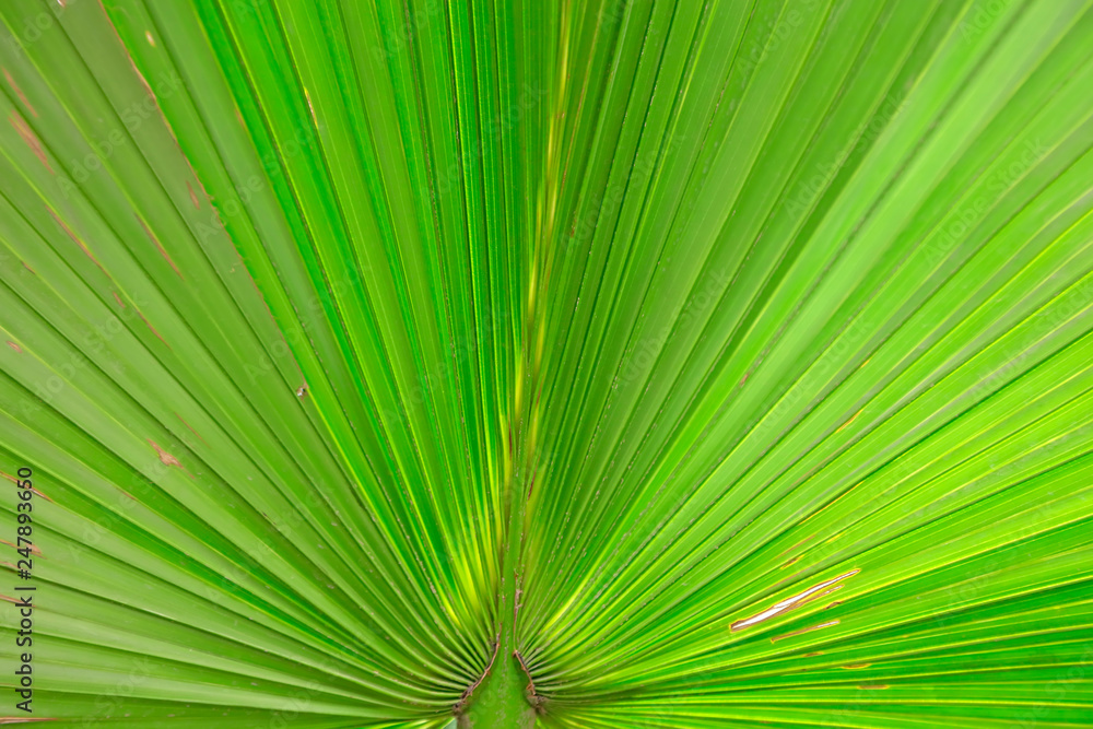 Obraz premium Palm leaf