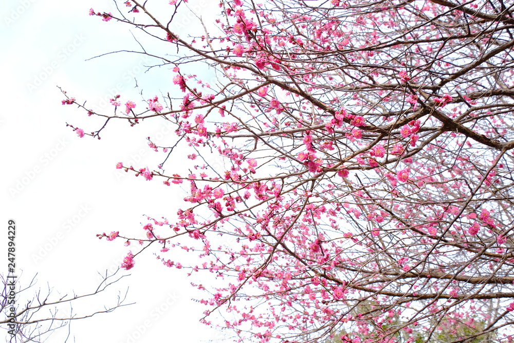 plum flower and tree plum flower and tree