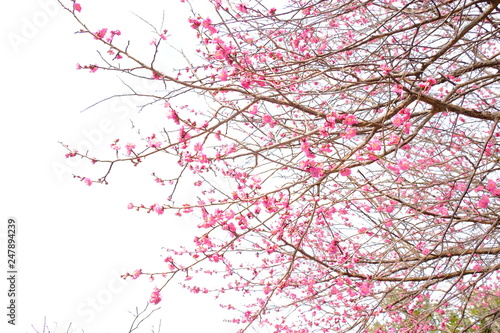 plum flower and tree