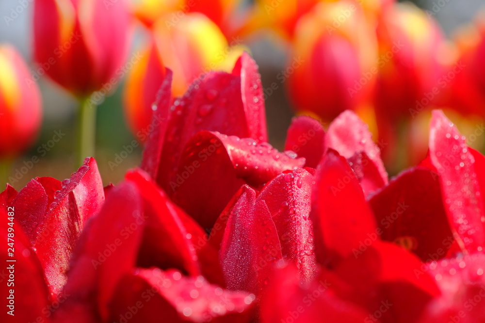 tulip with water droplets tulip with water droplets