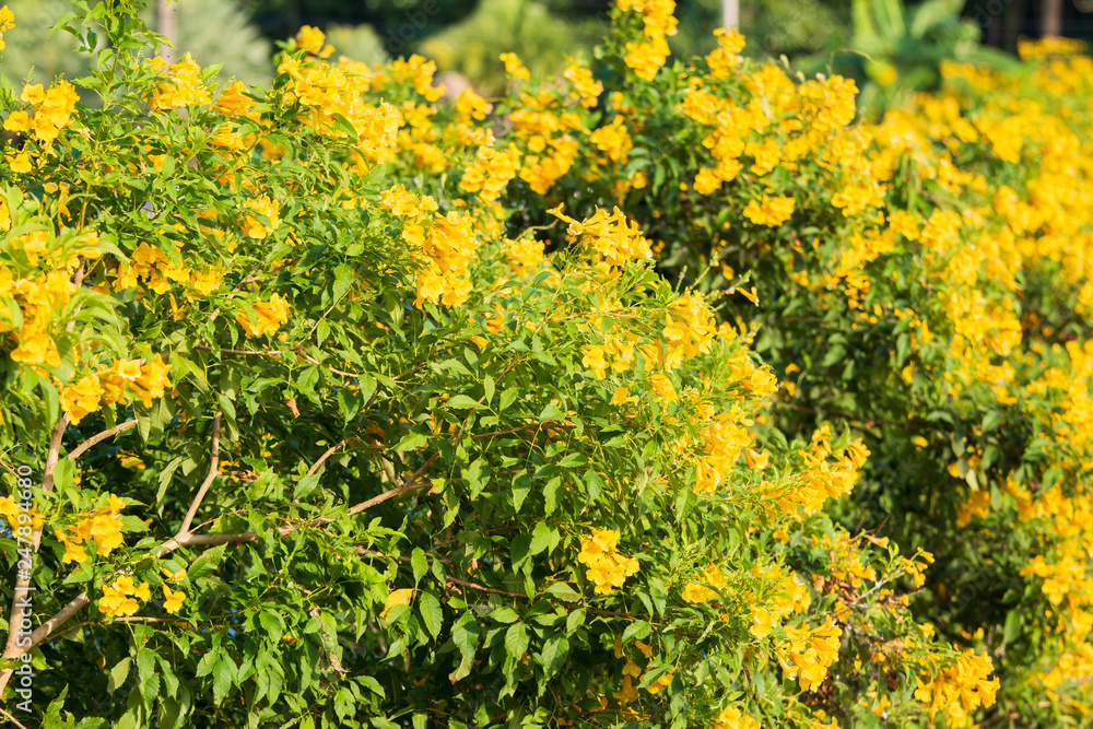 yellow flower.