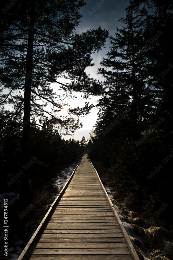 Obraz premium wooden path at dawn