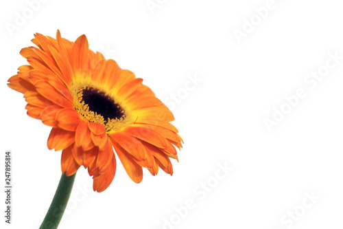 the orange daisy flower