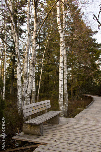 birch bench and wooden path